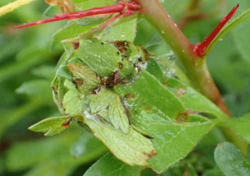 Cacopsylla peregrina